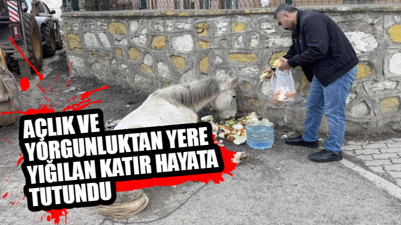 Van’ın Çatak ilçesinde açlık ve yorgunluktan yere yığılan bir katır,