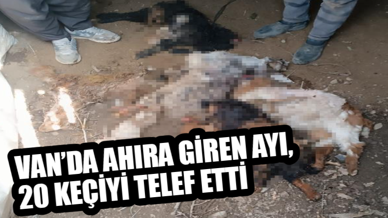 Van'ın Çatak ilçesinde dün gece ahıra giren ayı, 20 keçiyi