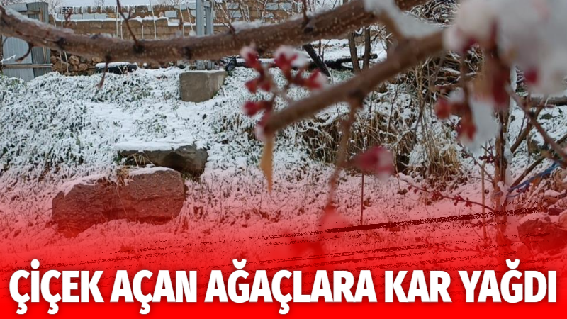 Van'ın İpekyolu ilçesinde baharın gelişini müjdeleyen badem ağaçlarının çiçek açtığı