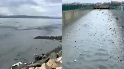 Vangölü Aktivistleri Derneği, özellikle Akköprü Deresi üzerinden göle taşınan plastik