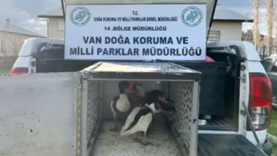 Doğa Koruma ve Milli Parklar 14. Bölge Müdürlüğü ekipleri, gelen