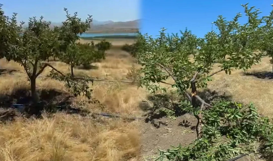 Van'ın Tuşba ilçesine bağlı Yaylıyaka Mahallesi'nde son dönemde artış gösterdiği